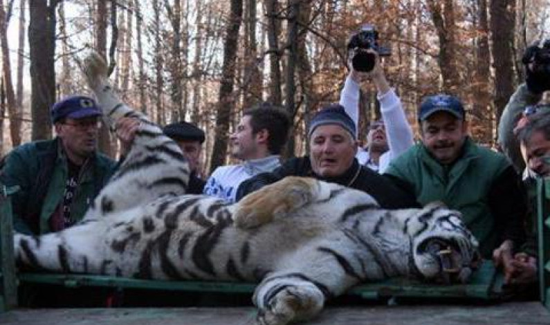 Uşi, garduri electrice şi camere video vor fi montate la Grădina Zoologică Sibiu Uşi, garduri electrice şi camere video vor fi montate la Grădina Zoologică Sibiu