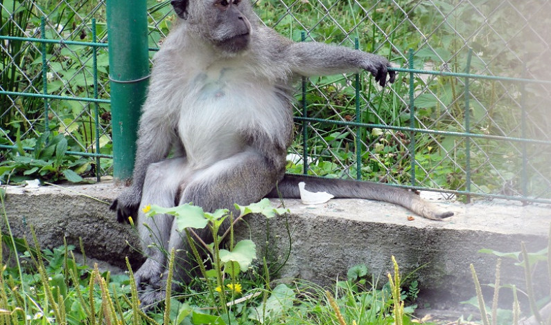 Intrare gratuita la Gradina Zoologica, pentru elevi si studenti Intrare gratuita la Gradina Zoologica, pentru elevi si studenti