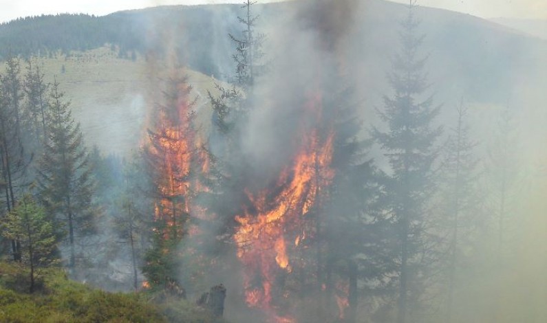 Incendiul de pădure şi vegetaţie de la Păltiniş a fost lichidat